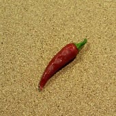 Chile Criollo Pepper Seeds HP2073-10_Base